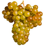 Arneis Grapes