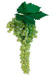 Garganega wine grapes
