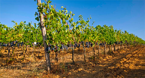 Tuscany area Vineyard