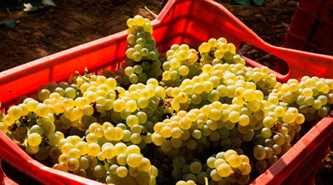 Italian Grapes in the Vineyard