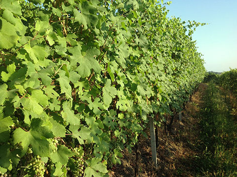 Vineyard in Piedmont