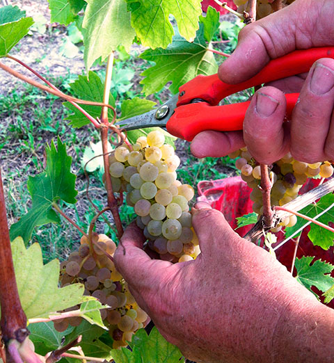 Arneis grapes in the vineyard