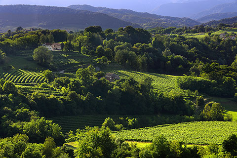 Vineyard in Colvendrame Estate