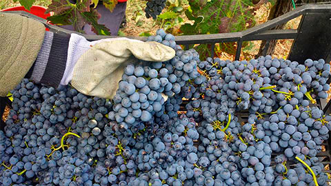 Grapes in the Vineyard