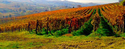 The Vineyard in Piemonte