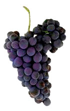Grapes Syrah