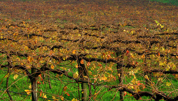 The Vinho Verde Vineyard