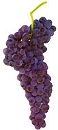 Grapes Aragonez