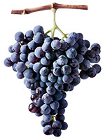 Cannonau Wine Grapes