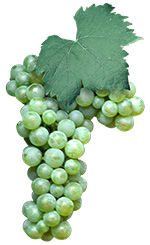 Grapes Greco di Tufo