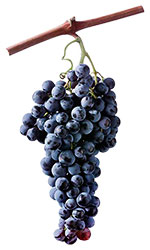 Monica wine grapes