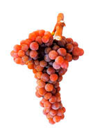 Grapes Moscatel Roxo
