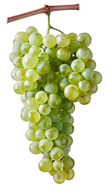 Vermentino Wine Grapes
